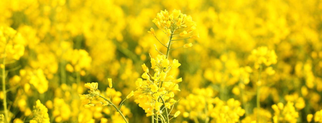 colza